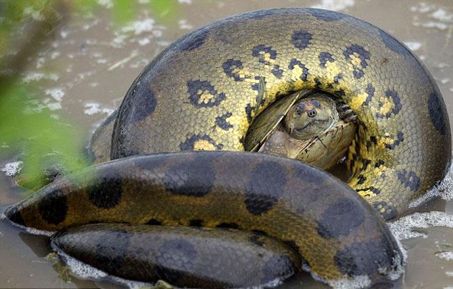 Kaplumbağanın anakondaya karşı verdiği hayat mücadelesi