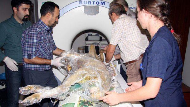 Bursa'da felçli koçun tomografisi çekildi