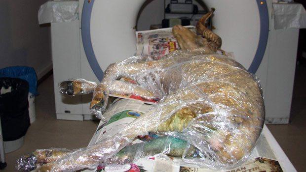 Bursa'da felçli koçun tomografisi çekildi