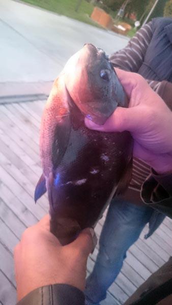 Mogan Gölü'nde balıkçıların ağına pirana takıldı