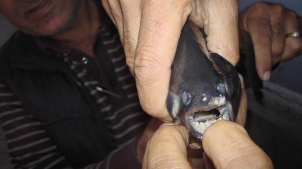 Mogan Gölü'nde balıkçıların ağına pirana takıldı