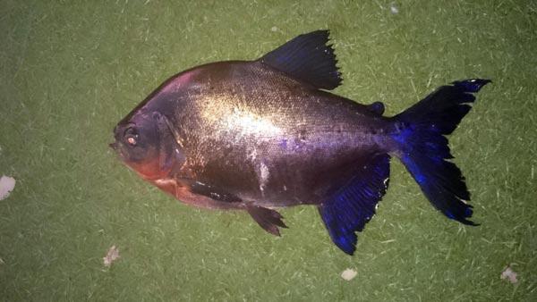 Mogan Gölü'nde balıkçıların ağına pirana takıldı