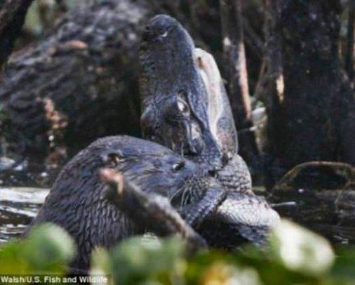 Su samuru timsahı canlı canlı yedi