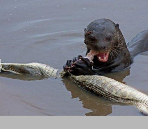 Su samuru timsahı canlı canlı yedi