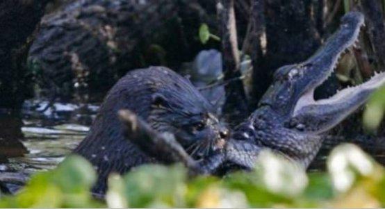 Su samuru timsahı canlı canlı yedi