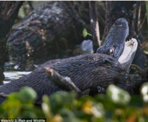 Su samuru timsahı canlı canlı yedi