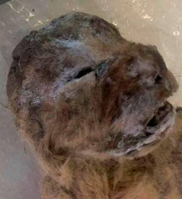 Mağara aslanının en sağlam kalıntısı bulundu