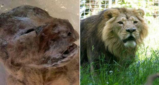 Mağara aslanının en sağlam kalıntısı bulundu