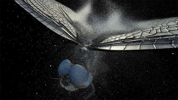 Canlıların gözünden doğaya bakış