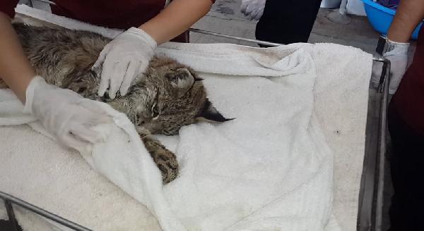 Avcıların vurduğu vaşak tedavide