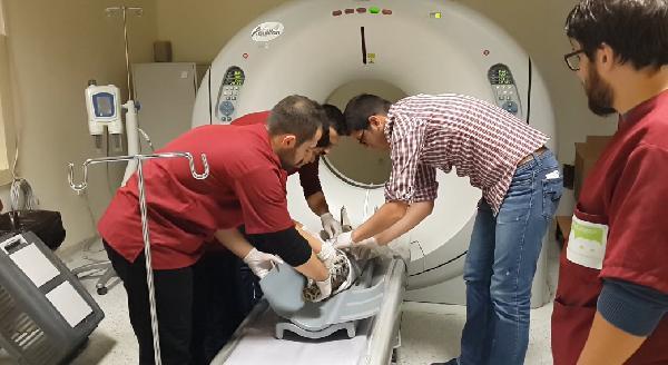 Avcıların vurduğu vaşak tedavide