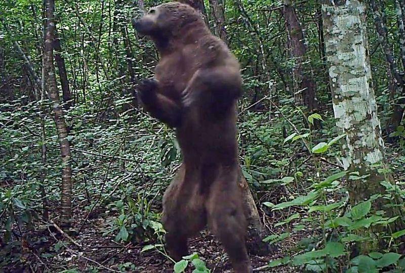 Küre Dağları'ndaki yabani hayat kamerada