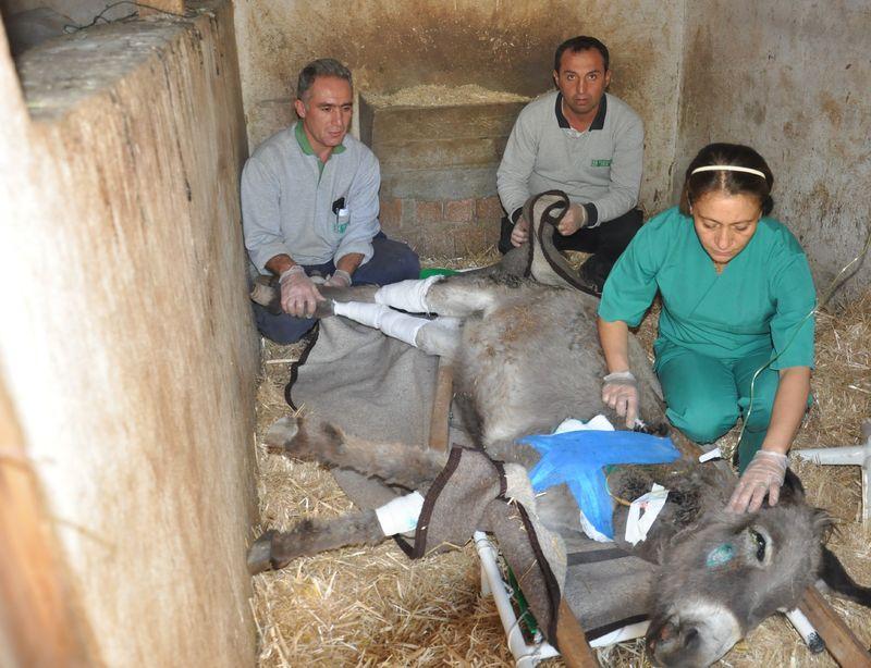 Yaralanan eşek damar yoluyla besleniyor