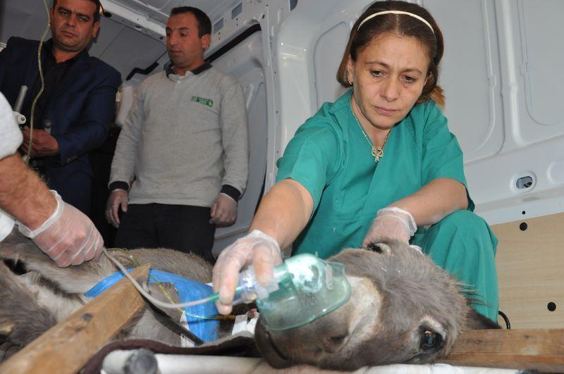Yaralanan eşek damar yoluyla besleniyor
