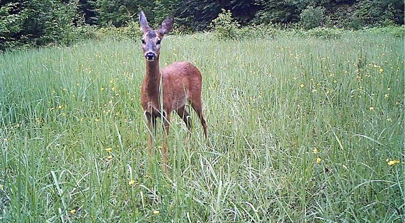 Küre Dağları'ndaki yabani hayat kamerada