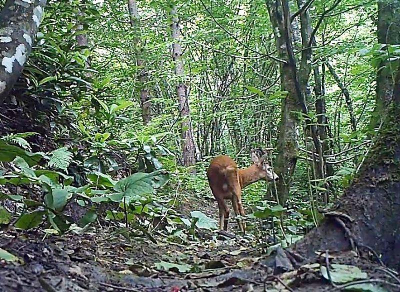Küre Dağları'ndaki yabani hayat kamerada