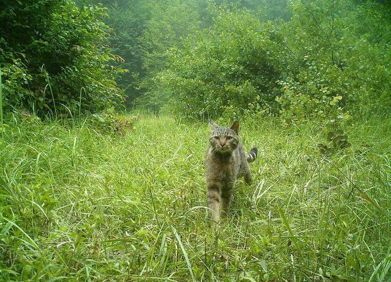 Küre Dağları'ndaki yabani hayat kamerada