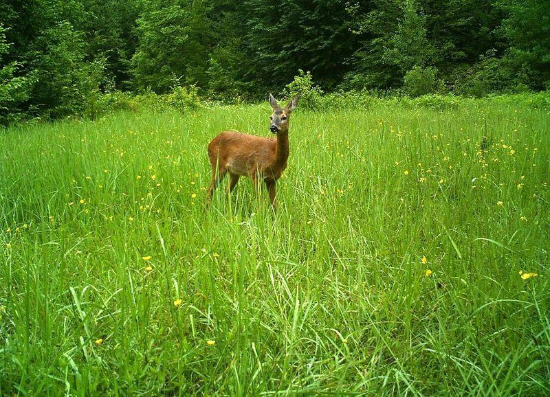 Küre Dağları'ndaki yabani hayat kamerada