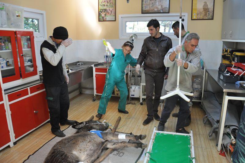 Yaralanan eşek damar yoluyla besleniyor