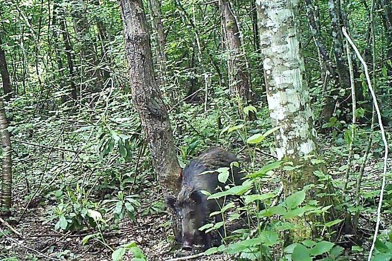 Küre Dağları'ndaki yabani hayat kamerada