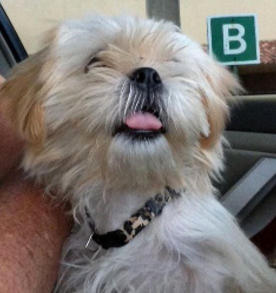 Köpeği ısıran adam hapis cezası aldı