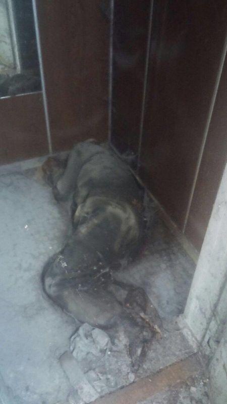 İzmir'de kullanılmayan asansörde çürümüş ceset bulundu