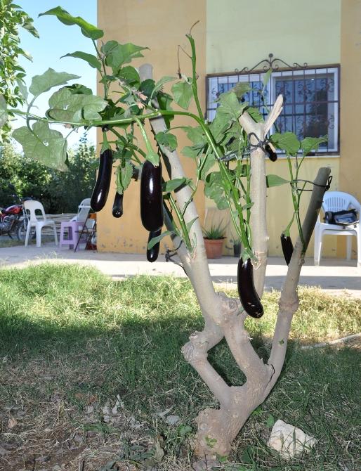 Meraklı aşıcı ağaçta patlıcan yetiştirdi