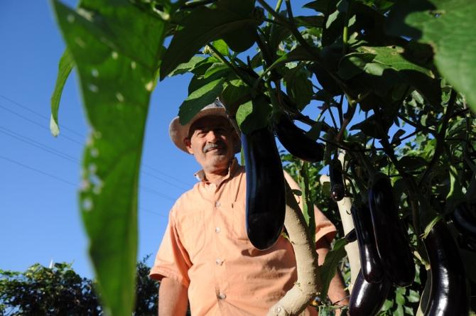 Meraklı aşıcı ağaçta patlıcan yetiştirdi