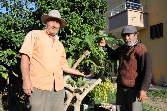 Meraklı aşıcı ağaçta patlıcan yetiştirdi