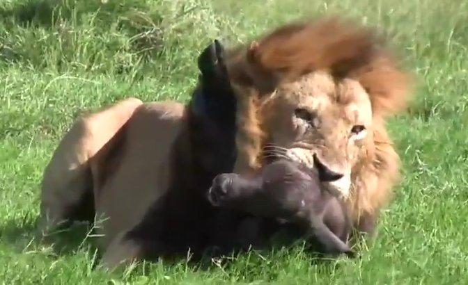 Sürüden ayrılan yavru bufalo aslana av oldu