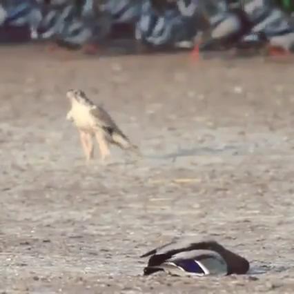 Atmacanın ördek avını kamera bile çekemedi İZLE