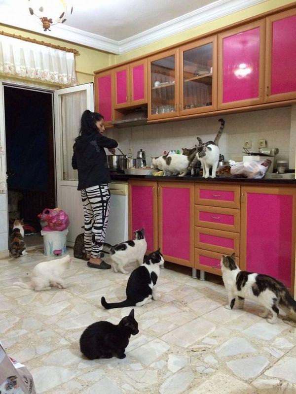 Mersin'de kediye tecavüz edenlere afişli protesto