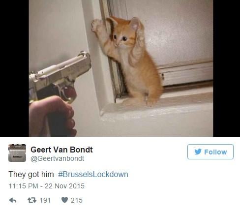 Belçika'da polis haber yok dedi kedi fotoları paylaşıldı