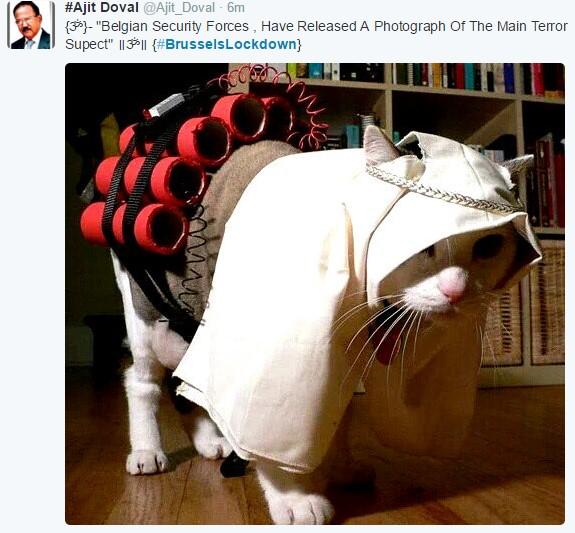 Belçika'da polis haber yok dedi kedi fotoları paylaşıldı