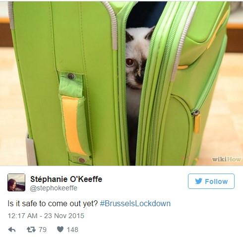 Belçika'da polis haber yok dedi kedi fotoları paylaşıldı