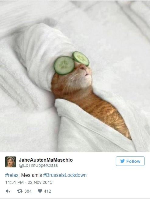 Belçika'da polis haber yok dedi kedi fotoları paylaşıldı