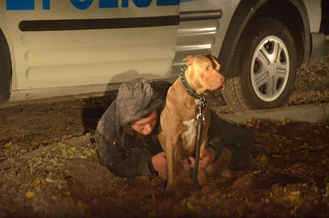 Pitbull bonzai içen sahibinin yanına kimseyi yaklaştırmadı