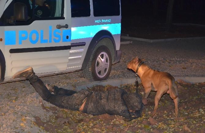 Pitbull bonzai içen sahibinin yanına kimseyi yaklaştırmadı