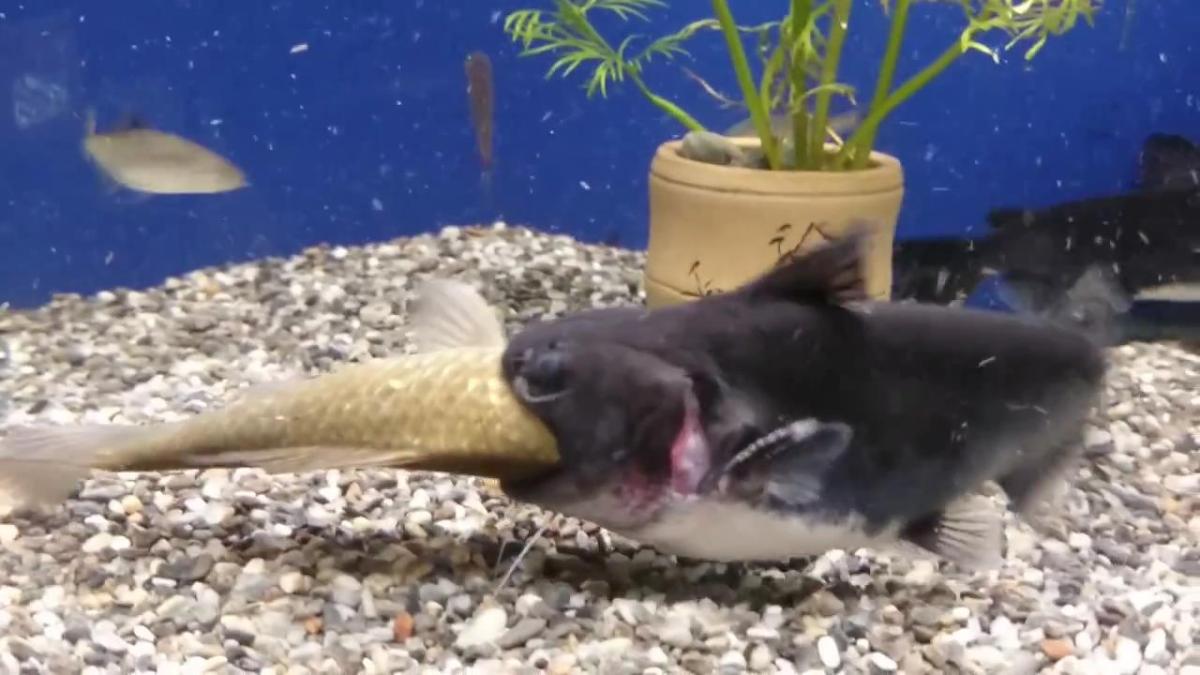 Yayın balığının şaşırtan avı İZLE