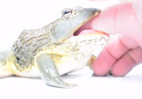 Parmak yiyen kurbağa İZLE