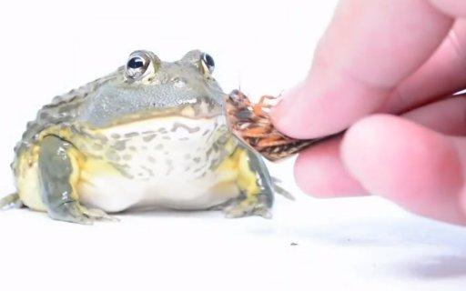 Parmak yiyen kurbağa İZLE