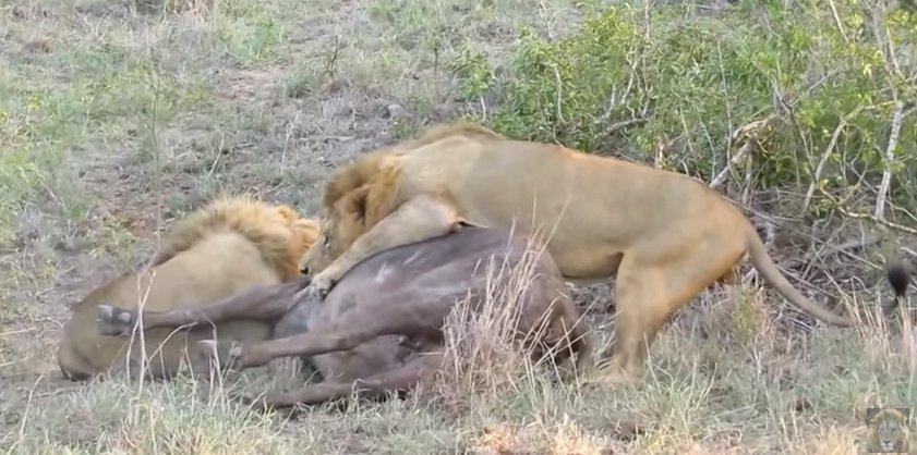 Aslanların bufalo avı İZLE