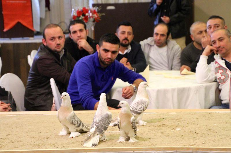 Almanya'da Şebap Güvercin Festivali