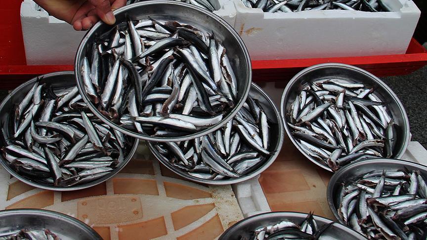 Gürcü hamsisi tezgahlarda yerini aldı