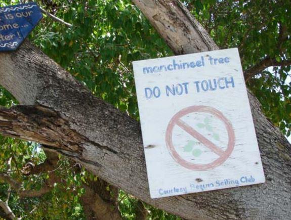 Dünyanın en ölümcül ağacı