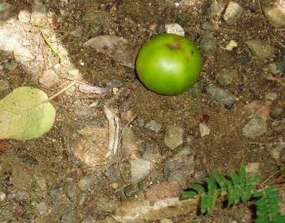 Dünyanın en ölümcül ağacı