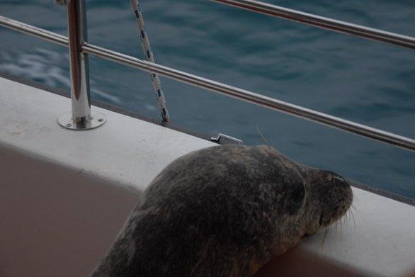 Kuşadası'nda limana bağlı tekneye fok çıktı