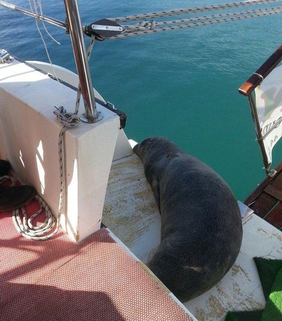 Kuşadası'nda limana bağlı tekneye fok çıktı