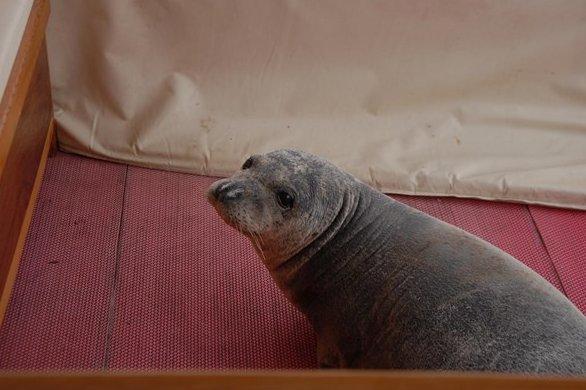 Kuşadası'nda limana bağlı tekneye fok çıktı