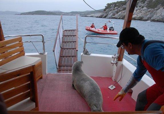 Kuşadası'nda limana bağlı tekneye fok çıktı